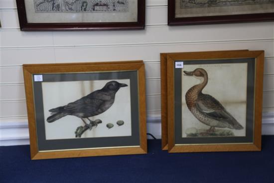 18th century English School Ornithological studies: Larus, Cinereus; Corvus, Corone; Anas Boschas, Foemina and Scolopax, Rusticola, 12.